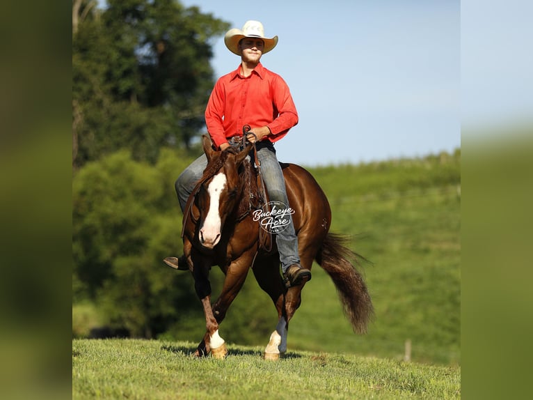 American Quarter Horse Castrone 7 Anni 145 cm Sauro ciliegia in Millersburg