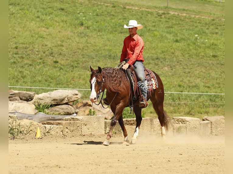 American Quarter Horse Castrone 7 Anni 145 cm Sauro ciliegia in Millersburg