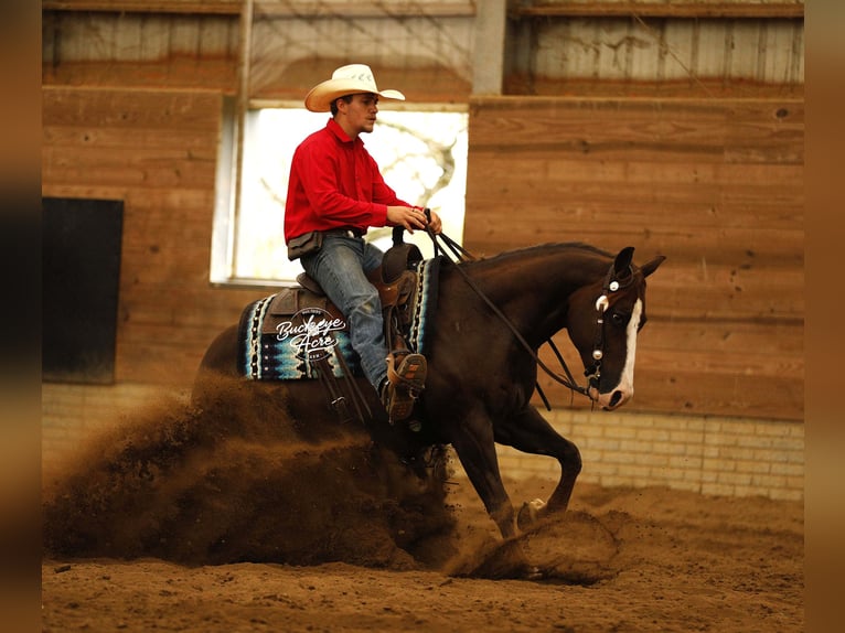 American Quarter Horse Castrone 7 Anni 145 cm Sauro ciliegia in Millersburg