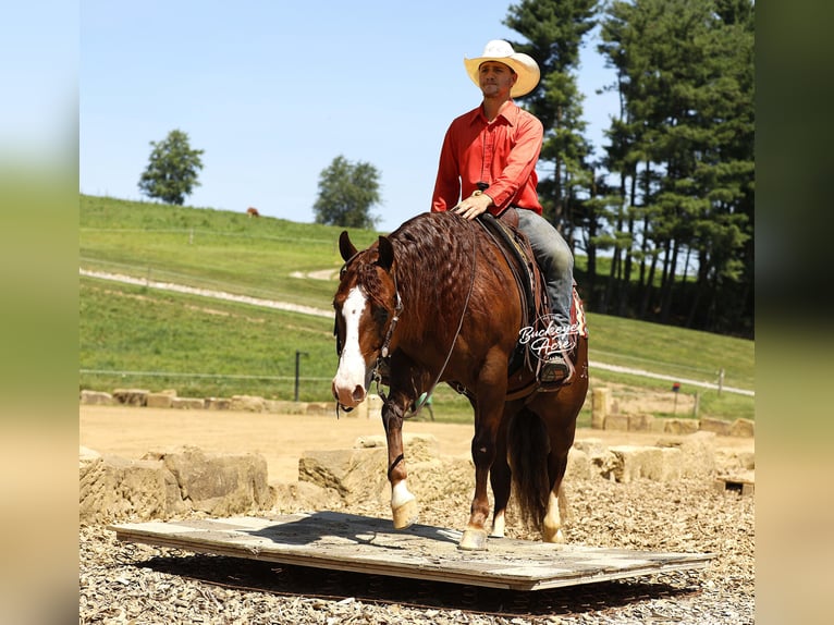 American Quarter Horse Castrone 7 Anni 145 cm Sauro ciliegia in Millersburg