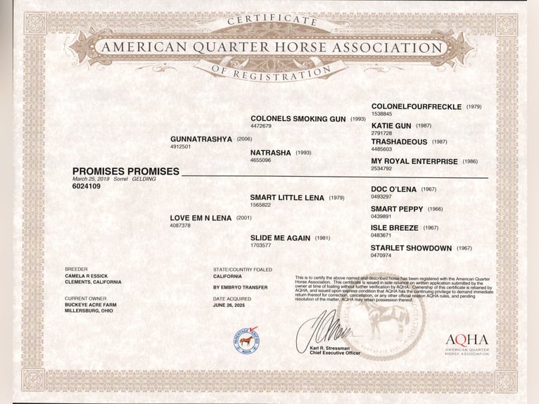 American Quarter Horse Castrone 7 Anni 145 cm Sauro ciliegia in Millersburg