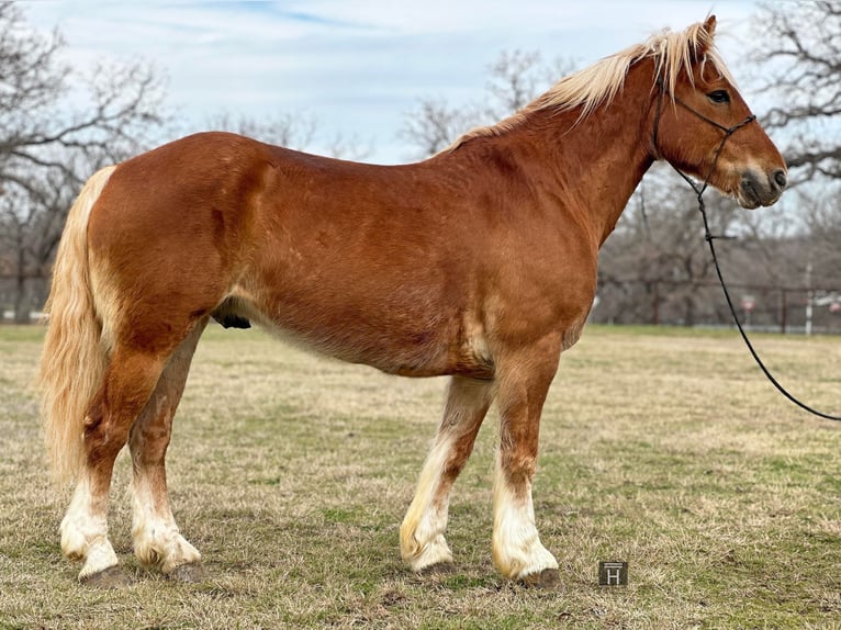 American Quarter Horse Castrone 7 Anni 145 cm Sauro scuro in Jacksboro TX
