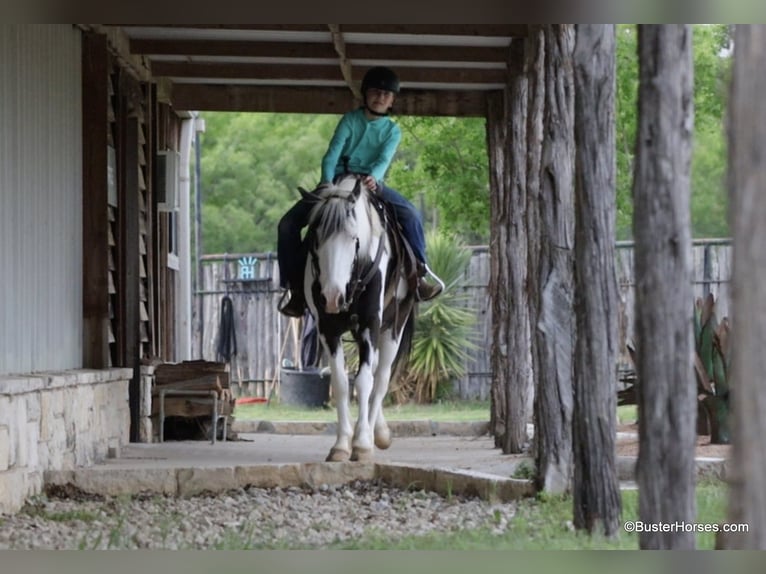 American Quarter Horse Castrone 7 Anni 145 cm Tobiano-tutti i colori in Weatherford TX