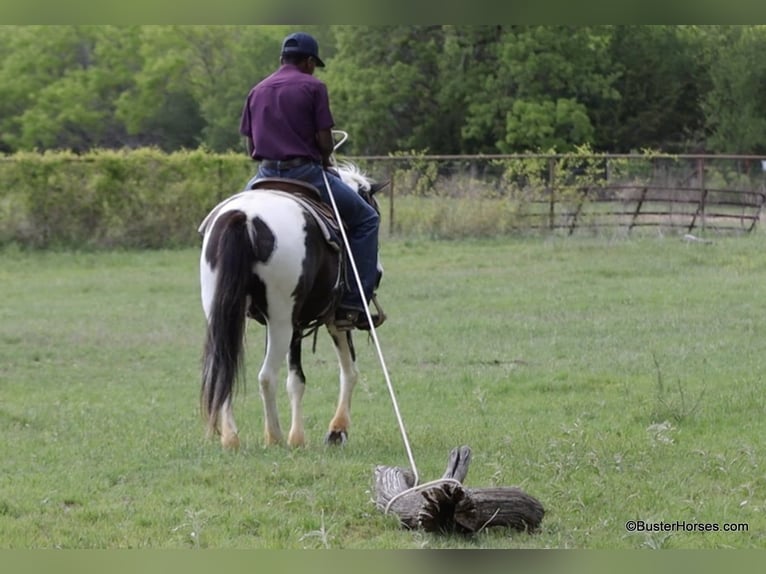 American Quarter Horse Castrone 7 Anni 145 cm Tobiano-tutti i colori in Weatherford TX