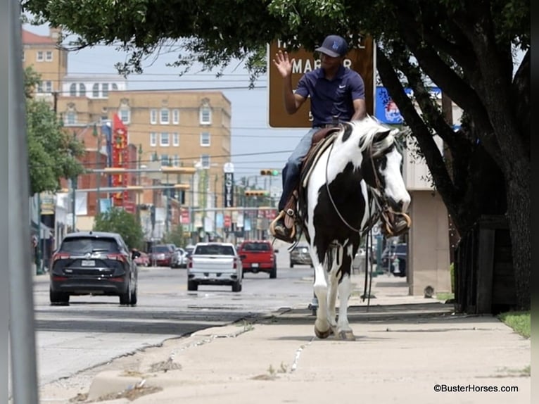 American Quarter Horse Castrone 7 Anni 145 cm Tobiano-tutti i colori in Weatherford TX