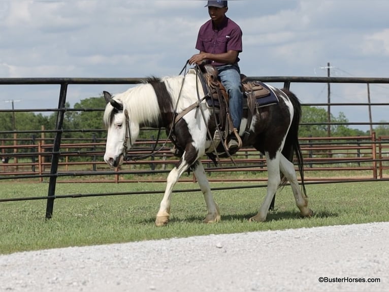 American Quarter Horse Castrone 7 Anni 145 cm Tobiano-tutti i colori in Weatherford TX