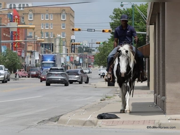 American Quarter Horse Castrone 7 Anni 145 cm Tobiano-tutti i colori in Weatherford TX