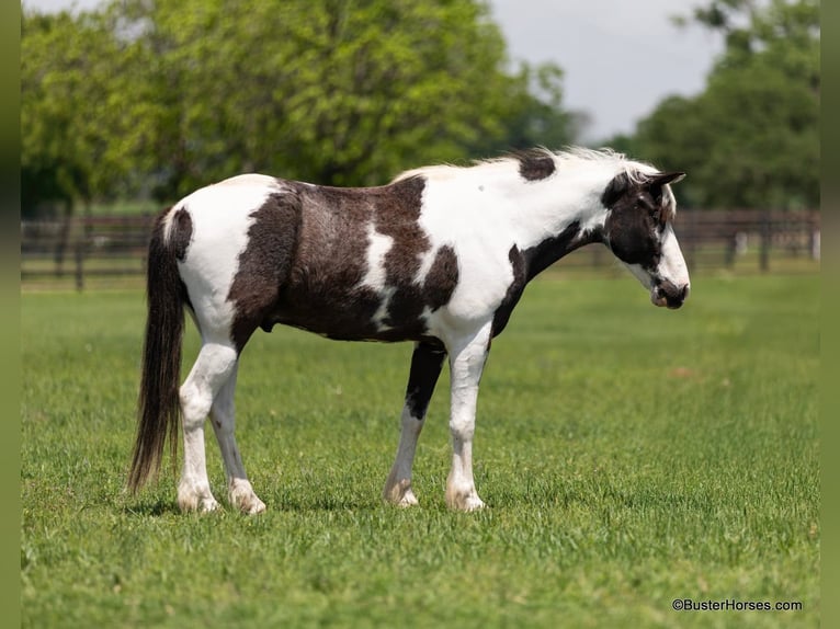 American Quarter Horse Castrone 7 Anni 145 cm Tobiano-tutti i colori in Weatherford TX