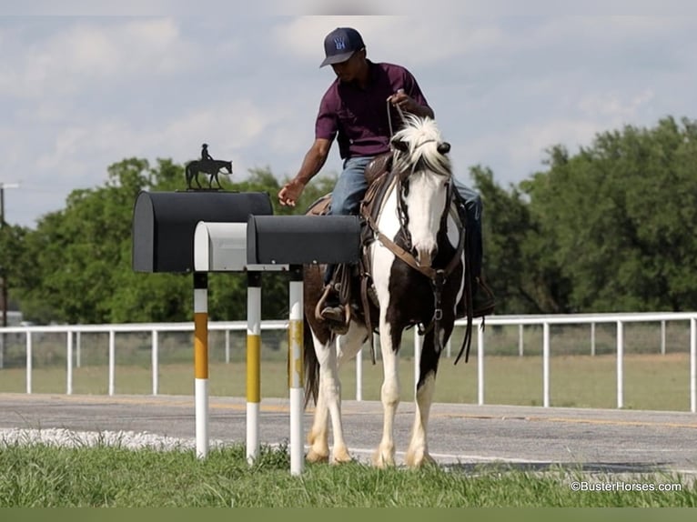 American Quarter Horse Castrone 7 Anni 145 cm Tobiano-tutti i colori in Weatherford TX