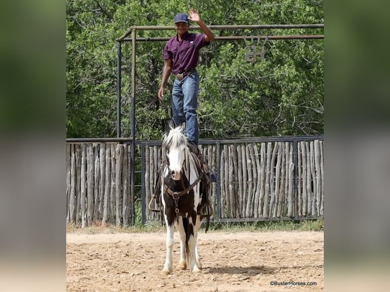 American Quarter Horse Castrone 7 Anni 145 cm Tobiano-tutti i colori in Weatherford TX
