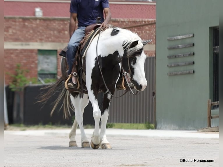 American Quarter Horse Castrone 7 Anni 145 cm Tobiano-tutti i colori in Weatherford TX