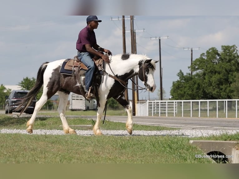 American Quarter Horse Castrone 7 Anni 145 cm Tobiano-tutti i colori in Weatherford TX