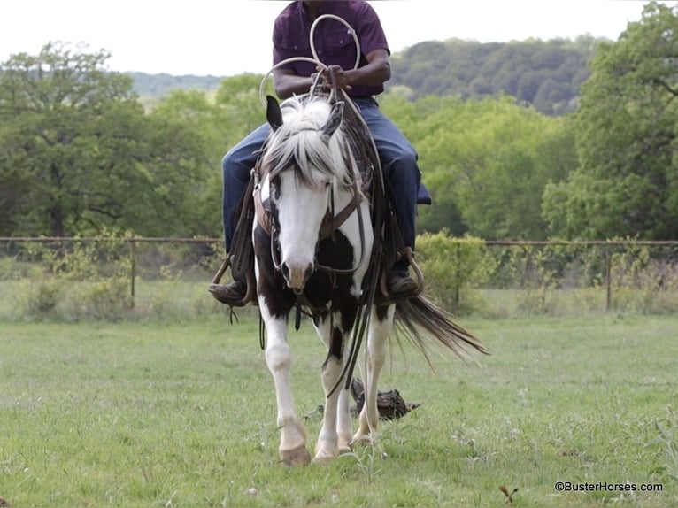 American Quarter Horse Castrone 7 Anni 145 cm Tobiano-tutti i colori in Weatherford TX