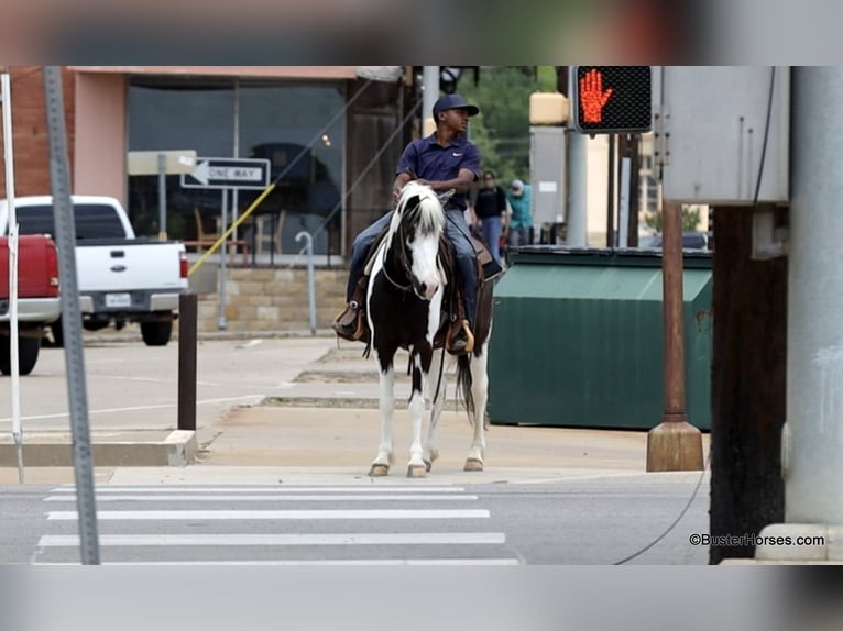 American Quarter Horse Castrone 7 Anni 145 cm Tobiano-tutti i colori in Weatherford TX