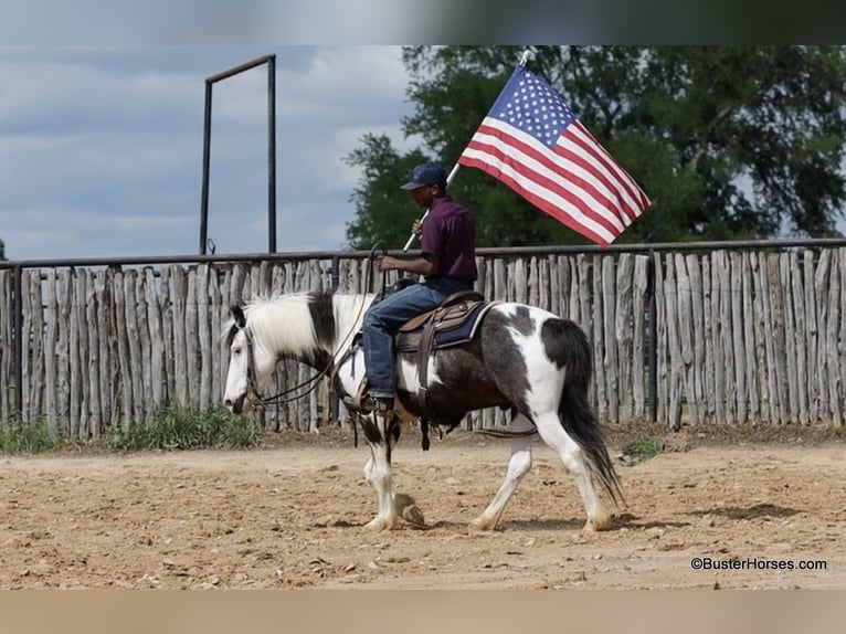 American Quarter Horse Castrone 7 Anni 145 cm Tobiano-tutti i colori in Weatherford TX