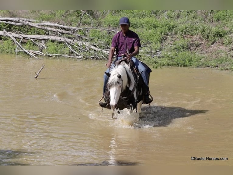 American Quarter Horse Castrone 7 Anni 145 cm Tobiano-tutti i colori in Weatherford TX