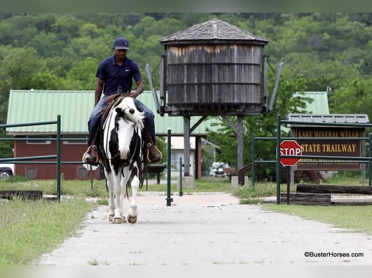 American Quarter Horse Castrone 7 Anni 145 cm Tobiano-tutti i colori in Weatherford TX