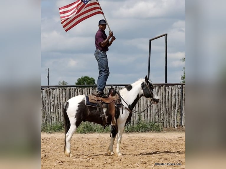 American Quarter Horse Castrone 7 Anni 145 cm Tobiano-tutti i colori in Weatherford TX