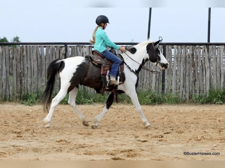 American Quarter Horse Castrone 7 Anni 145 cm Tobiano-tutti i colori in Weatherford TX