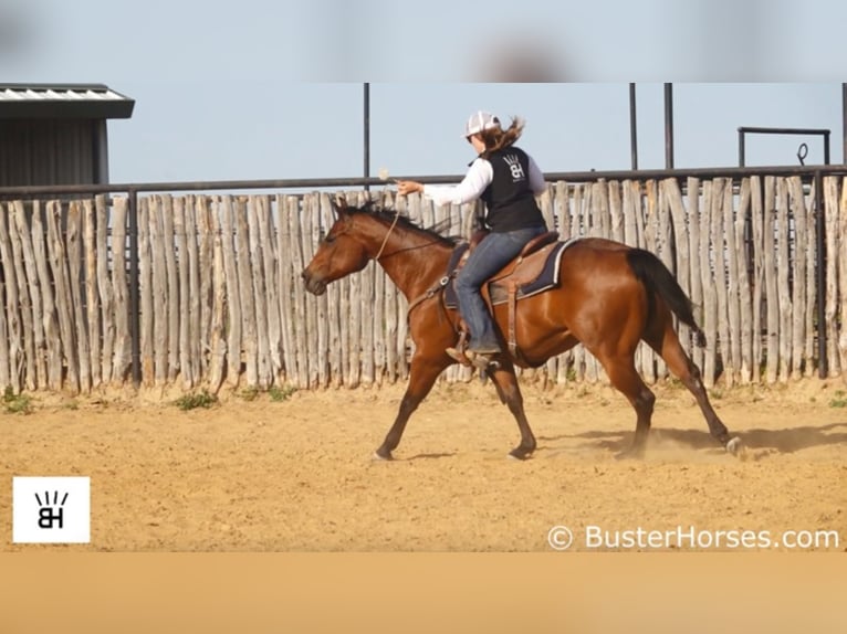 American Quarter Horse Castrone 7 Anni 147 cm Baio ciliegia in Weatherford TX