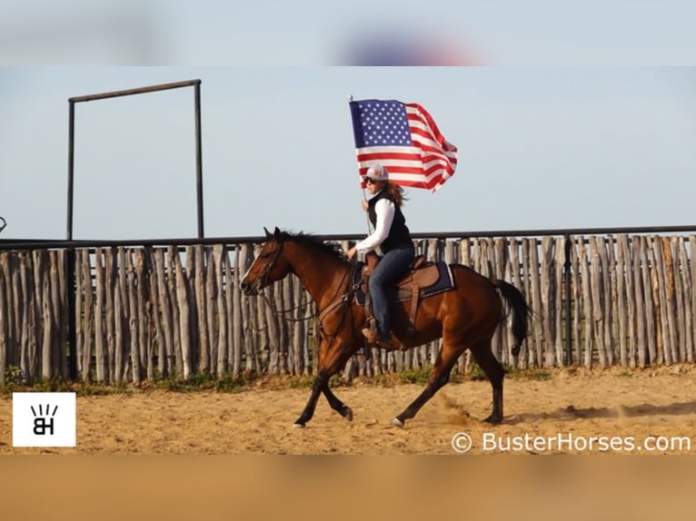 American Quarter Horse Castrone 7 Anni 147 cm Baio ciliegia in Weatherford TX