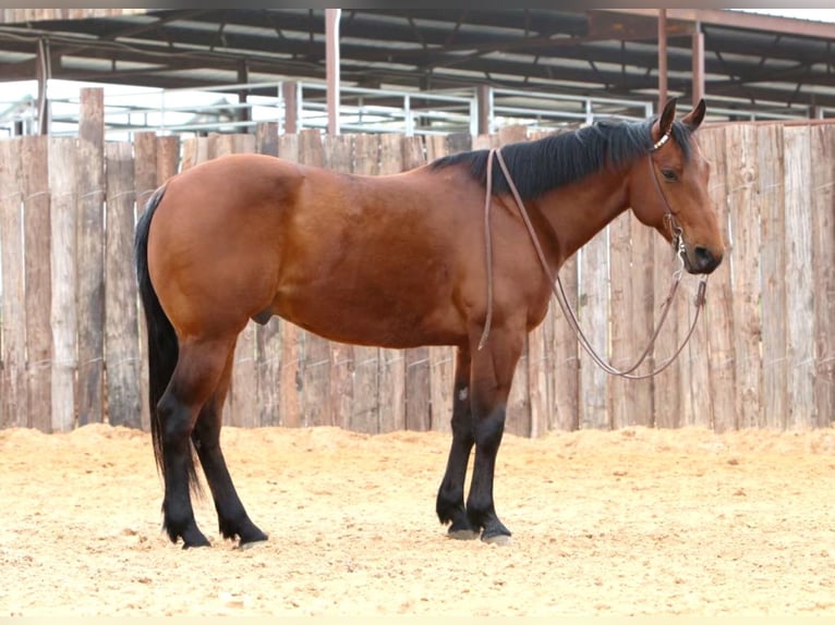 American Quarter Horse Castrone 7 Anni 147 cm Baio ciliegia in Weatherford TX