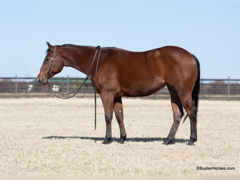 American Quarter Horse Castrone 7 Anni 147 cm Baio ciliegia in Weatherford TX