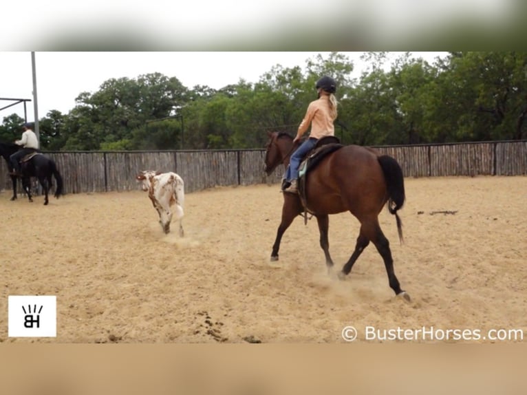 American Quarter Horse Castrone 7 Anni 147 cm Baio ciliegia in Weatherford TX