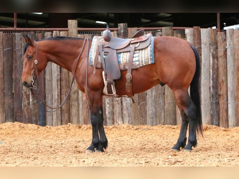 American Quarter Horse Castrone 7 Anni 147 cm Baio ciliegia in Weatherford TX