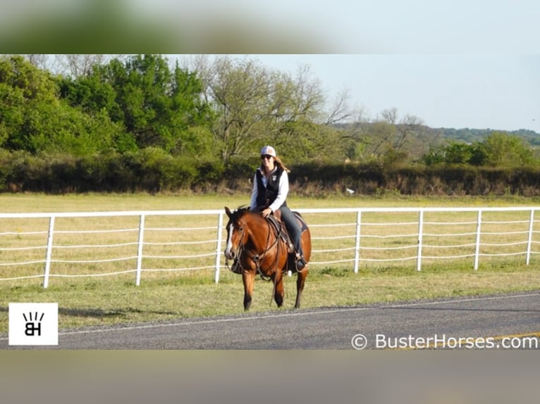 American Quarter Horse Castrone 7 Anni 147 cm Baio ciliegia in Weatherford TX