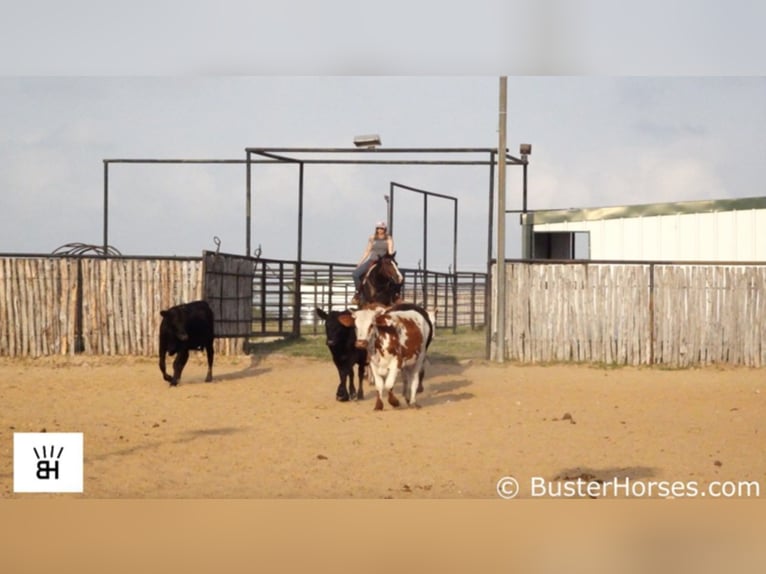 American Quarter Horse Castrone 7 Anni 147 cm Baio ciliegia in Weatherford TX