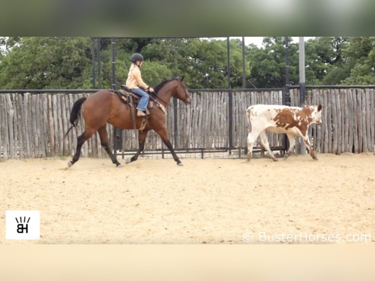 American Quarter Horse Castrone 7 Anni 147 cm Baio ciliegia in Weatherford TX