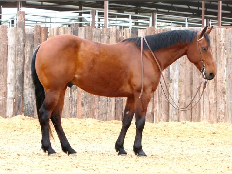 American Quarter Horse Castrone 7 Anni 147 cm Baio ciliegia in Weatherford TX