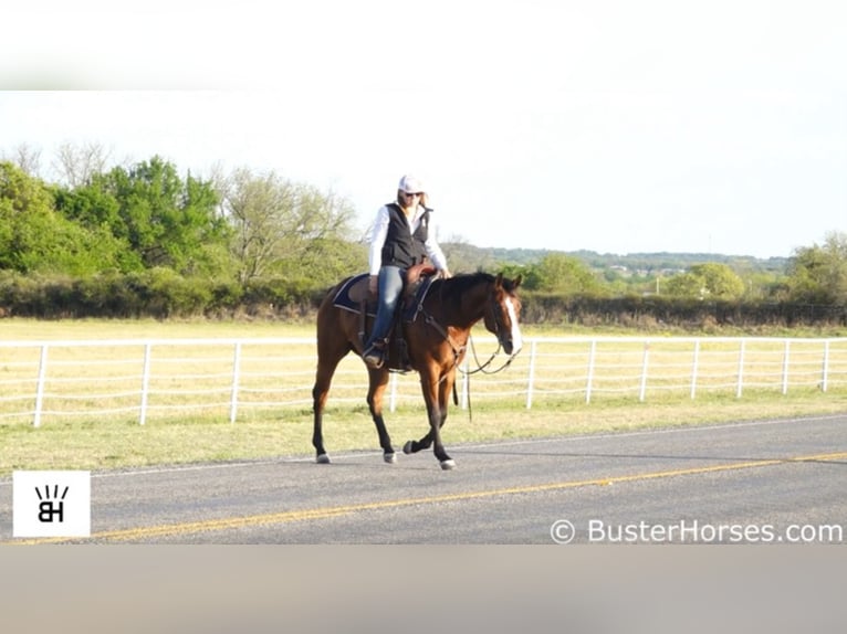 American Quarter Horse Castrone 7 Anni 147 cm Baio ciliegia in Weatherford TX