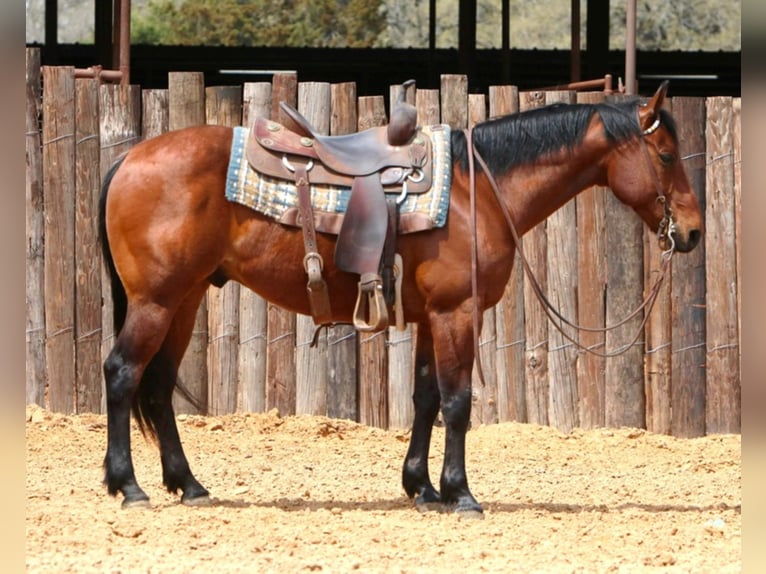 American Quarter Horse Castrone 7 Anni 147 cm Baio ciliegia in Weatherford TX