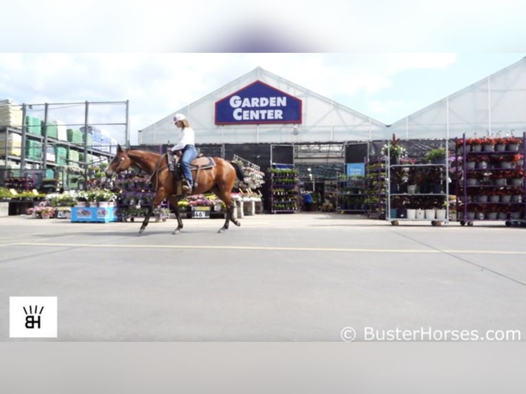 American Quarter Horse Castrone 7 Anni 147 cm Baio ciliegia in Weatherford TX