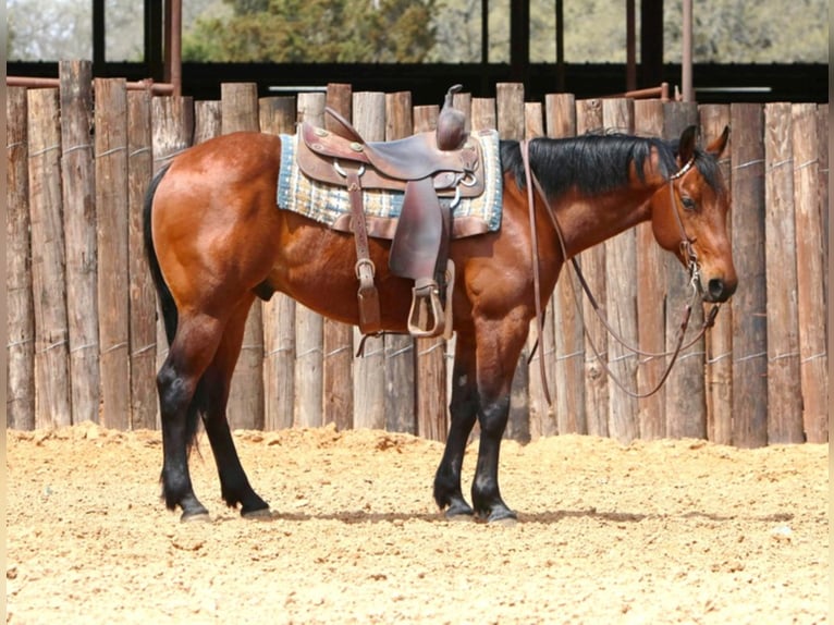 American Quarter Horse Castrone 7 Anni 147 cm Baio ciliegia in Weatherford TX