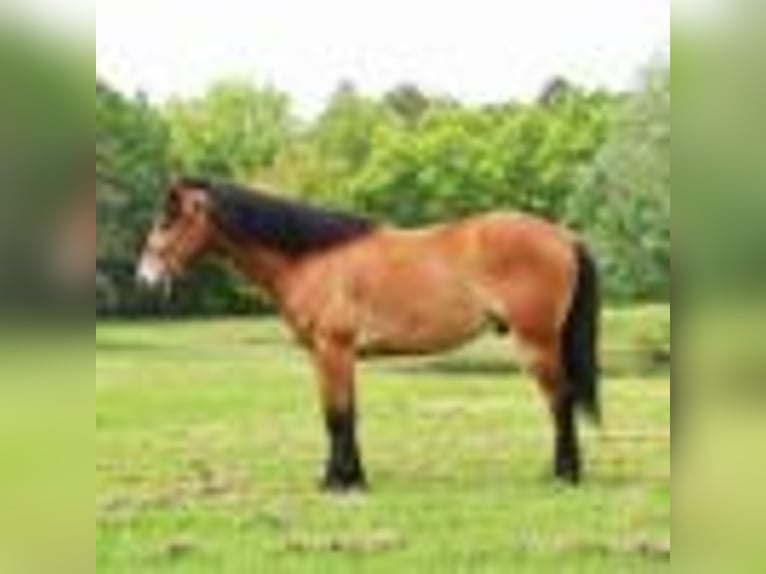 American Quarter Horse Castrone 7 Anni 147 cm Baio ciliegia in Howell, MI
