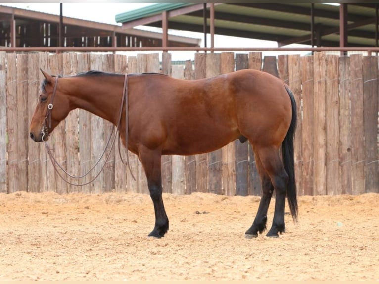 American Quarter Horse Castrone 7 Anni 147 cm Baio ciliegia in Weatherford TX