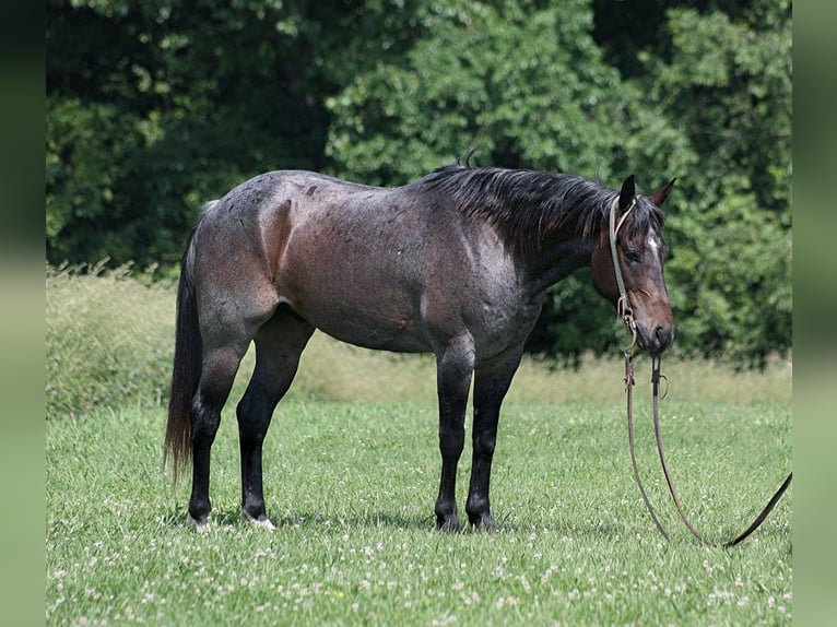 American Quarter Horse Castrone 7 Anni 147 cm Baio roano in Level Green Ky