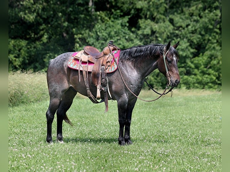 American Quarter Horse Castrone 7 Anni 147 cm Baio roano in Level Green Ky