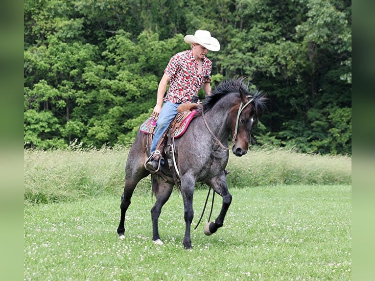 American Quarter Horse Castrone 7 Anni 147 cm Baio roano in Level Green Ky