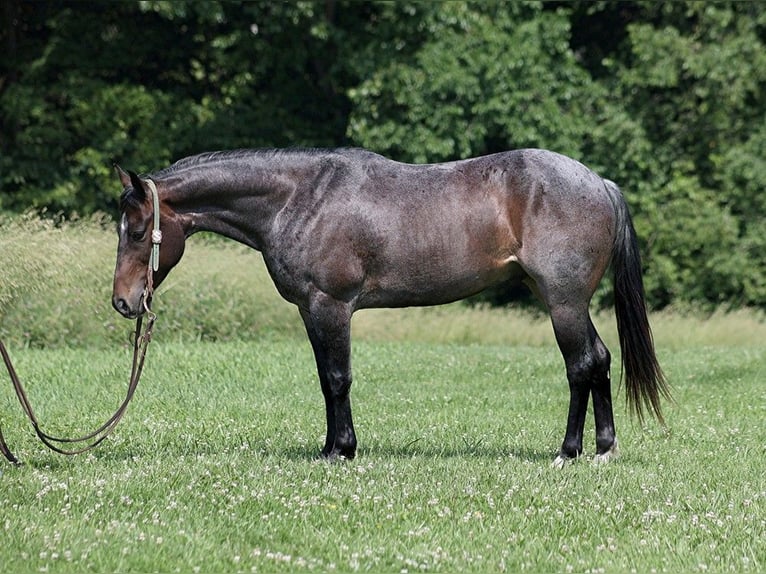 American Quarter Horse Castrone 7 Anni 147 cm Baio roano in Level Green Ky