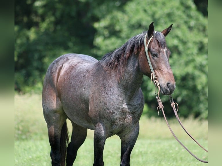 American Quarter Horse Castrone 7 Anni 147 cm Baio roano in Level Green Ky