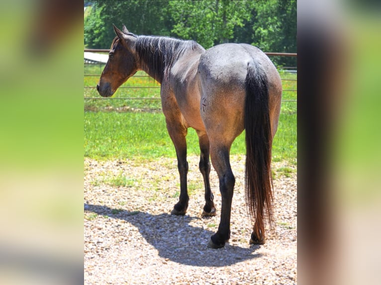 American Quarter Horse Castrone 7 Anni 147 cm Baio roano in Savoy TX