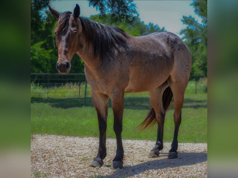 American Quarter Horse Castrone 7 Anni 147 cm Baio roano in Savoy TX