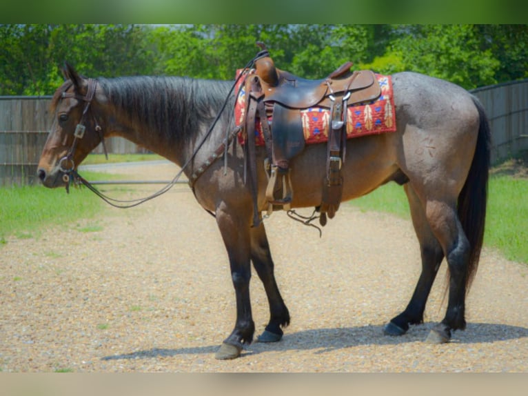 American Quarter Horse Castrone 7 Anni 147 cm Baio roano in Savoy TX