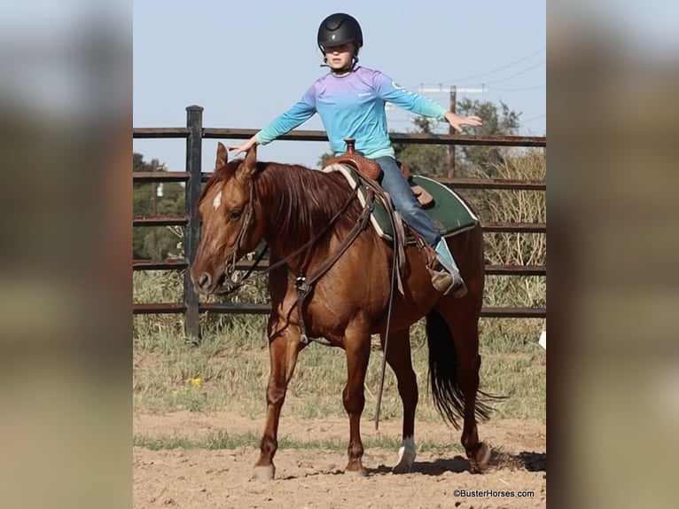 American Quarter Horse Castrone 7 Anni 147 cm Falbo in Weatherford TX