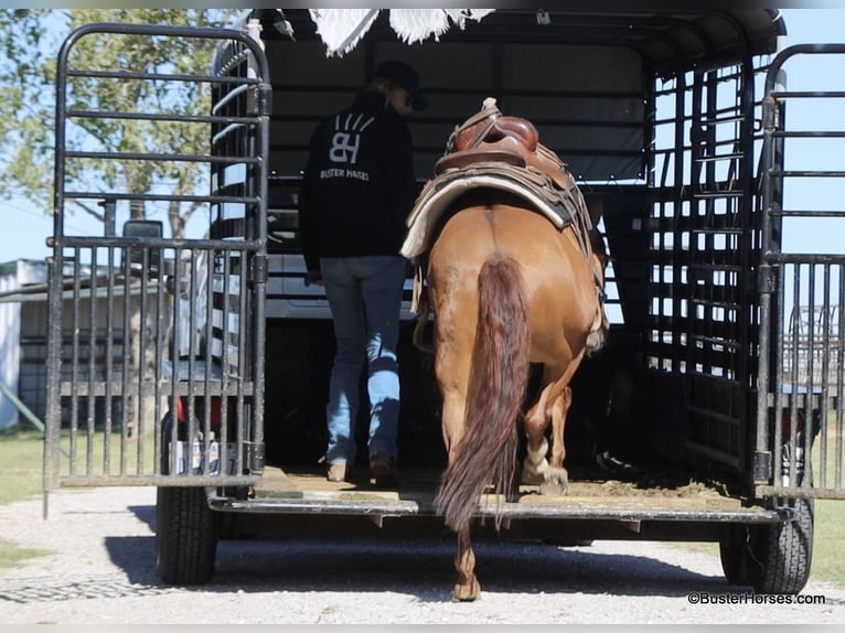 American Quarter Horse Castrone 7 Anni 147 cm Falbo in Weatherford TX