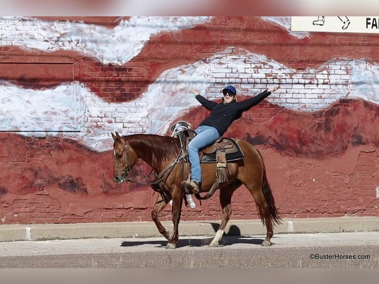 American Quarter Horse Castrone 7 Anni 147 cm Falbo in Weatherford TX